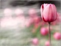 اذا ضاقت بك السبل,قل يا الله.....AMR@